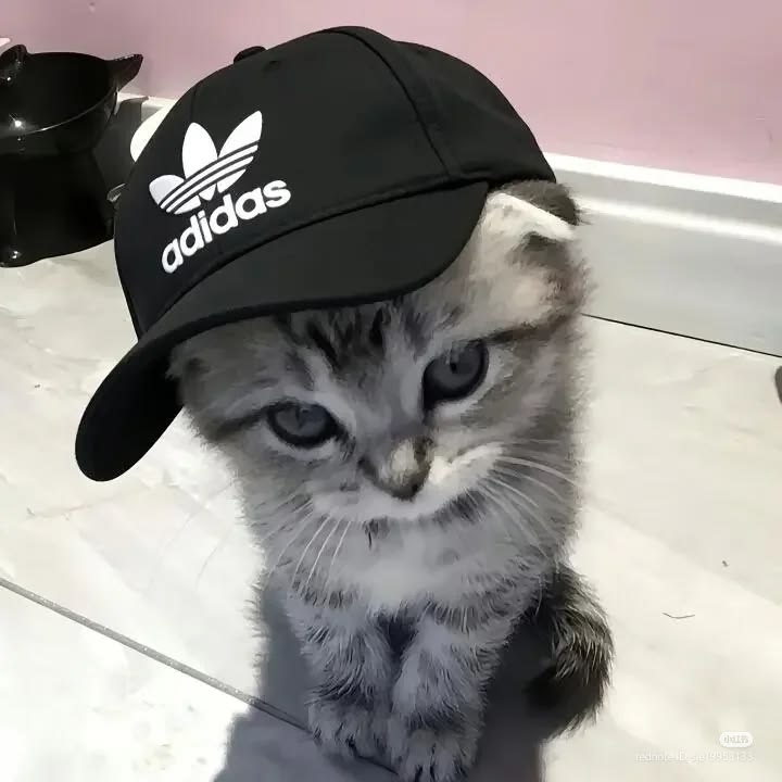 cddx